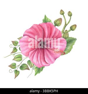Rosa Hibiskus, grüne Rebe und Orchideenknospen Bouquet Aquarellillustration isolierter Hintergrund. Tropische Malvenblumen für botanische Drucke, Hochzeit Stockfoto
