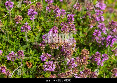 Blühender Duft Thymus serpyllum, Breckland Wildthymian, Kriechthymian oder Elfinthymian Nahaufnahme, Makrofoto. Wunderschönes Essen und Heilpflanze i Stockfoto