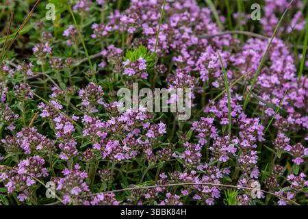 Blühender Duft Thymus serpyllum, Breckland Wildthymian, Kriechthymian oder Elfinthymian Nahaufnahme, Makrofoto. Wunderschönes Essen und Heilpflanze i Stockfoto
