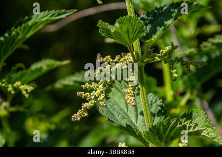 Urtica dioica oder Brennnessel im Garten. Stachelnessel, eine Heilpflanze, die als blutende, diuretische, antipyretische, Wundheilung verwendet wird, Stockfoto
