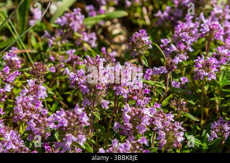 Blühender Duft Thymus serpyllum, Breckland Wildthymian, Kriechthymian oder Elfinthymian Nahaufnahme, Makrofoto. Wunderschönes Essen und Heilpflanze i Stockfoto