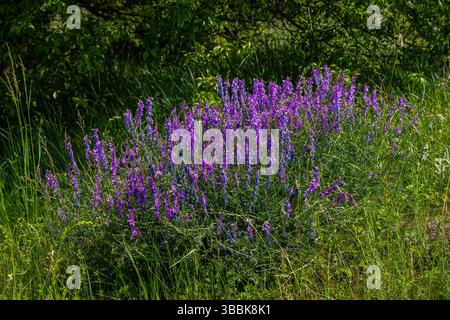 Wicken, vicia cracca wertvolle Honigpflanze, Futter und Heilpflanze. Zerbrechliche lila Blüten im Hintergrund. Wollblüte oder Futterwuchsblüte in Frühlingsgar Stockfoto