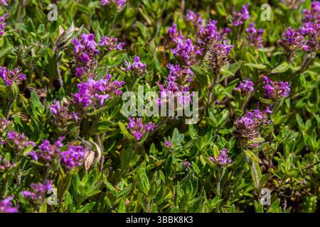 Blühender Duft Thymus serpyllum, Breckland Wildthymian, Kriechthymian oder Elfinthymian Nahaufnahme, Makrofoto. Wunderschönes Essen und Heilpflanze i Stockfoto