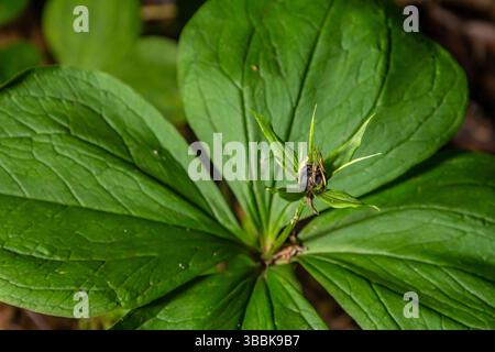 Sehr giftige Pflanze Rabenauge vierblättrige Paris quadrifolia auch bekannt, Beere oder True Lovers Knot wächst in der Wildnis in einem Wald. Stockfoto