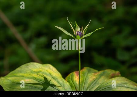 Sehr giftige Pflanze Rabenauge vierblättrige Paris quadrifolia auch bekannt, Beere oder True Lovers Knot wächst in der Wildnis in einem Wald. Stockfoto