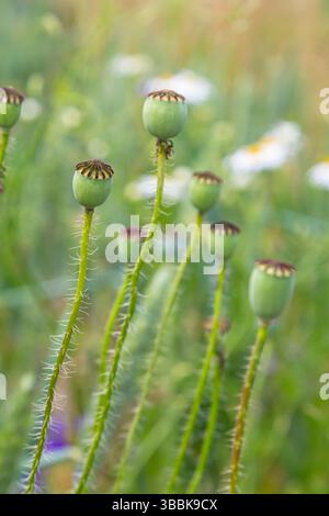Die Art, wie die Frucht einer Mohnblume ihren Kopf verneigt. Stockfoto