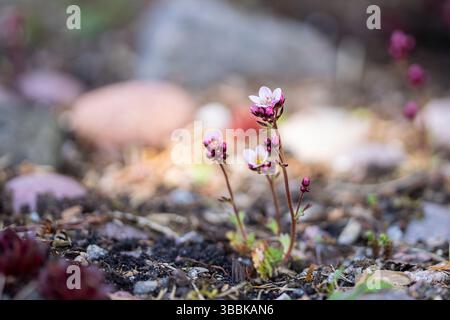 Die Saxbogenblüte in der Natur. Moossaxifrage (Saxifraga x arendsii) in einer Alpenbettnaht. Stockfoto