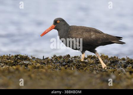 Black Oystercatcher (Haematopus bachmani), British Columbia, Kanada, Nordamerika Stockfoto
