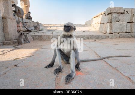 Graue Schlangenaffen der nördlichen Ebenen, Semnopithecus entellus-Affe in einem Tempel, Tierwelt von Hampi India, Dschungel und Regenwaldtiere in der Stadt Stockfoto