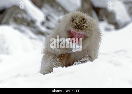 Affe japanischer Makak, Macaca fuscata, auf dem Schnee sitzend, Hokkaido, Japan. Winterszene mit Affen vom verschneiten Berg. Niedliches Tier in der Kälte n Stockfoto