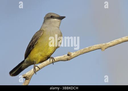 Der Western Kingbird (Tyrannus verticalis) thronte auf einer Zweigstelle im Süden von Arizona, USA, Nordamerika Stockfoto