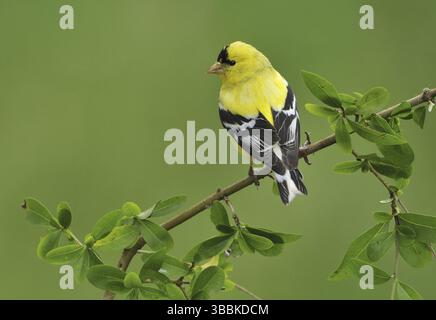 Amerikanischer Goldfinch (Spinus tristis) männlich, British Columbia, Kanada, Nordamerika Stockfoto