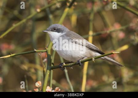 Kleiner Whitethroat (Sylvia curruca) auf einem Zweig, Eilat, Israel, Asien Stockfoto