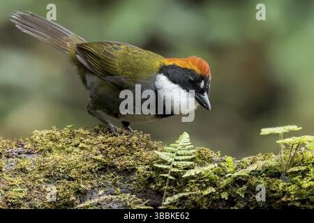 Arremon brunneinucha (Arremon brunneinucha), der auf einer Niederlassung in Kolumbien, Südamerika, thront Stockfoto