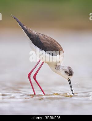 Schwarzflügelstelze (Himantopus himantopus) weibliche Futtersuche, Spanien, Europa Stockfoto