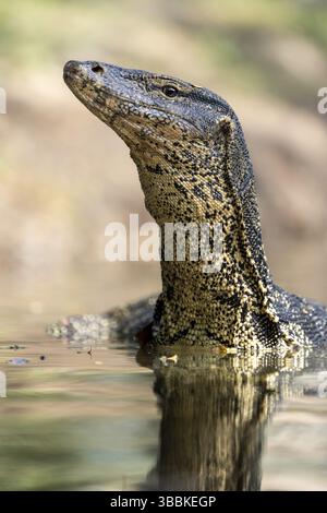 Asiatischer Wassermonitor (Varanus salvator) Porträt im Wasser, Bangkok, Thailand, Asien Stockfoto