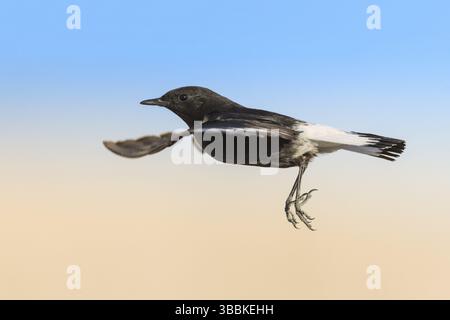 Trauer Wheatear (Oenanthe lugens warriae) Fliegen, Eilat, Israel, Asien Stockfoto