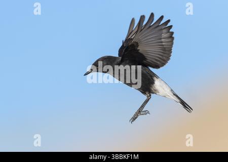 Trauer Wheatear (Oenanthe lugens warriae) Fliegen, Eilat, Israel, Asien Stockfoto