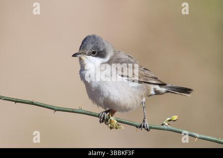 Kleiner Whitethroat (Sylvia curruca) auf einem Zweig, Eilat, Israel, Asien Stockfoto