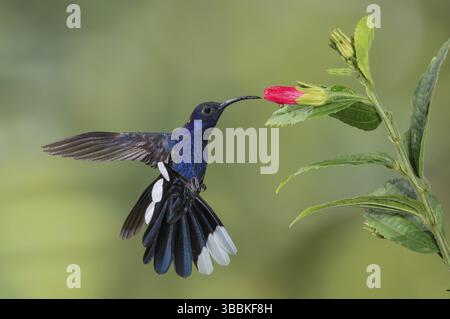 Veilchensabrewing (Campylopterus hemileucurus), Costa Rica, Mittelamerika Stockfoto