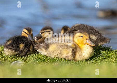 Kidderminster, Großbritannien. Mai 2025. Wetter in Großbritannien: Herrlicheres Wetter in den Midlands, während die kleinen Enten die warme Sonne genießen, während sie sich am Rand eines Pools zusammenscharen. Quelle: Lee Hudson/Alamy Live News Stockfoto