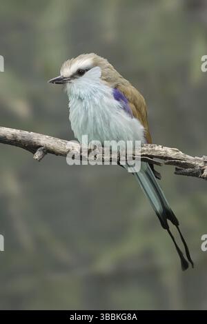 Rackettailed Roller (Coracias spatulatus), Kalifornien, USA, Nordamerika Stockfoto