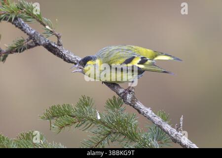 Eurasischer Siskin (Spinus spinus) männlich, St. Gallen, Schweiz, Europa Stockfoto