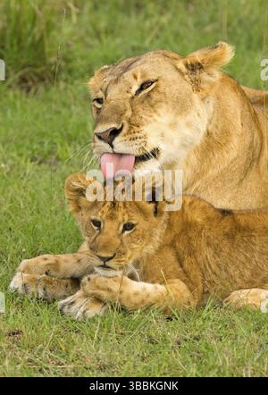 Afrikanischer Löwe (Panthera leo) Mutter mit Jungen, Masai Mara, Kenia, Afrika Stockfoto