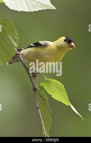 Amerikanischer Goldfinch (Spinus tristis) männlich, British Columbia, Kanada, Nordamerika Stockfoto