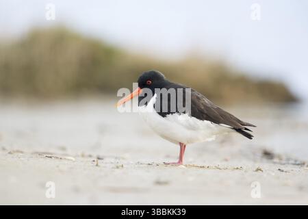 Eurasischer Austernfänger (Haematopus ostralegus) am Strand, Schleswig-Holstein, Deutschland, Europa Stockfoto