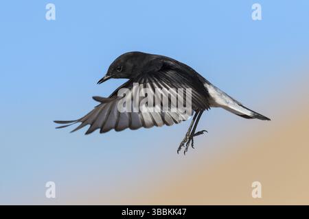 Trauer Wheatear (Oenanthe lugens warriae) Fliegen, Eilat, Israel, Asien Stockfoto