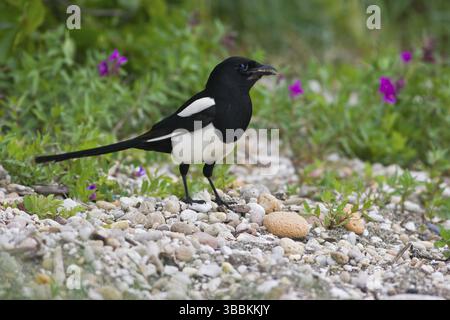 Schwarzschnabel-Magpie (Pica hudsonia), Alaska, USA, Nordamerika Stockfoto