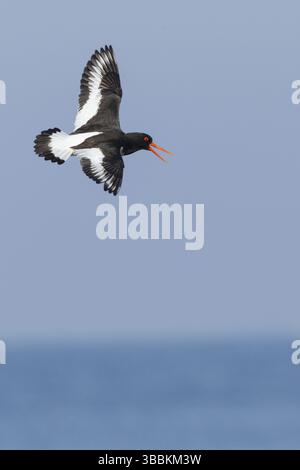 Eurasischer Austernfänger (Haematopus ostralegus) im Flug, Finnmark, Norwegen, Europa Stockfoto