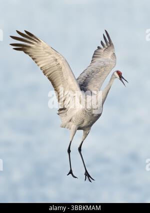 Sandhill Crane (Antigone canadensis) fliegt, New Mexico, USA, Nordamerika Stockfoto