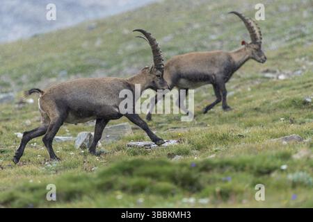 Alpensteinbock (Capra Steinbock) zwei Spaziergänge auf Almwiesen, Hohen Tauern, Kärnten, Österreich, Europa Stockfoto