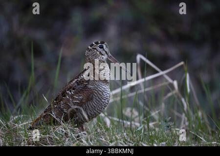 Eurasischer Holzhahn (Scolopax rusticola), Dalarna, Schweden, Europa Stockfoto
