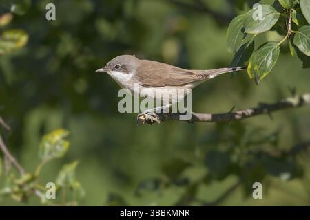 Kleiner Whitethroat (Sylvia curruca) auf einem Zweig, Aostatal, Italien, Europa Stockfoto