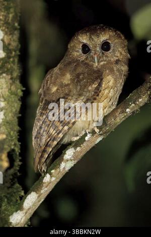 Zimt-Kreischeuche (Megascops petersoni), Schutzgebiet Abra Patricia, Peru, Südamerika Stockfoto