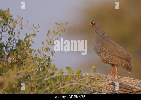 Rotschnabel-Spurvögel (Pternistis adspersus), Oshikoto, Namibia, Afrika Stockfoto