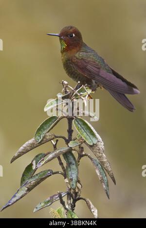 Coppery Metaltail (Metallura theresiae), Bosque Unchog Reserve, Peru, Südamerika Stockfoto