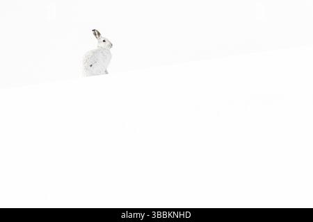 Berghase (Lepus timidus), Erwachsener mit Winterpelage am Hügel, Cairngorms National Park, Schottland, Großbritannien, Europa Stockfoto