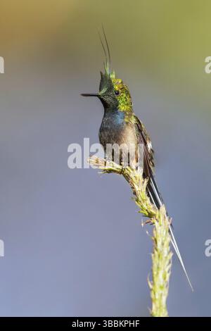 Dornschwanz (Popelairia popelairii) mit Drahtschwanz auf einem Zweig im Manu-Nationalpark, Peru, Südamerika Stockfoto