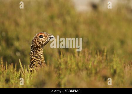 Rothühner (Lagopus lagopus scotica), Yorkshire Dales, Vereinigtes Königreich, Europa Stockfoto