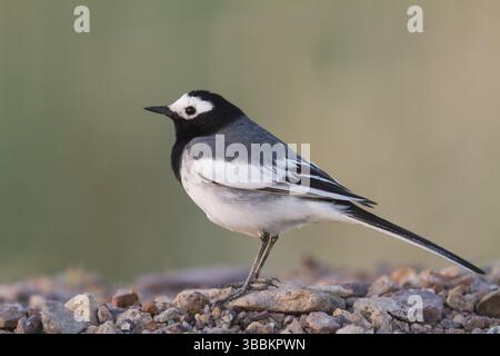 Masked Wagtail - Bachstelze - Motacilla alba ssp. Personata, Kasachstan, Asien Stockfoto