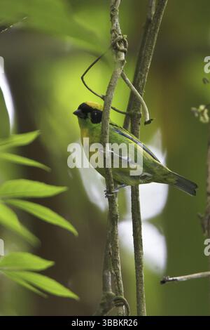 Grün-goldener Tanager (Tangara schrankii), Manu, Peru, Südamerika Stockfoto