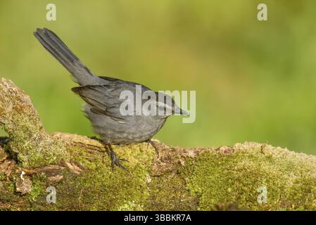 Grauer Katzenvogel (Dumetella carolinensis) auf moosigem Boden, Texas, USA, Nordamerika Stockfoto