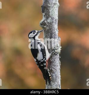 Großspecht (Dendrocopos Major), erwachsenes Weibchen auf einem Baum, Kastilien und Leon, Spanien, Europa Stockfoto