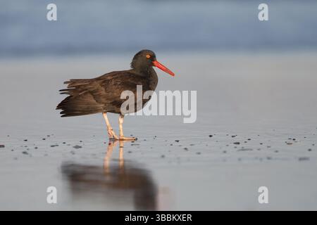 Schwarzer Austernfänger (Haematopus bachmani), der an Land auf der Suche ist, Kalifornien, USA, Nordamerika Stockfoto