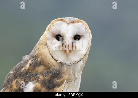 Westliche Scheuneneule (Tyto alba) Captive, Deutschland, Europa Stockfoto