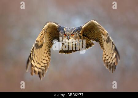 Gesichtsfliege der Eule. Fliegende eurasische Eule mit offenen Flügeln und Schneeflocke im verschneiten Wald im kalten Winter. Action Wildlife-Szene aus der Natur. Vogel Stockfoto